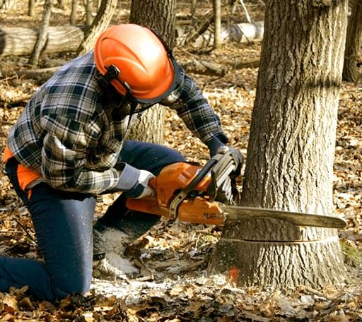 Tree Removal in Wright, KS